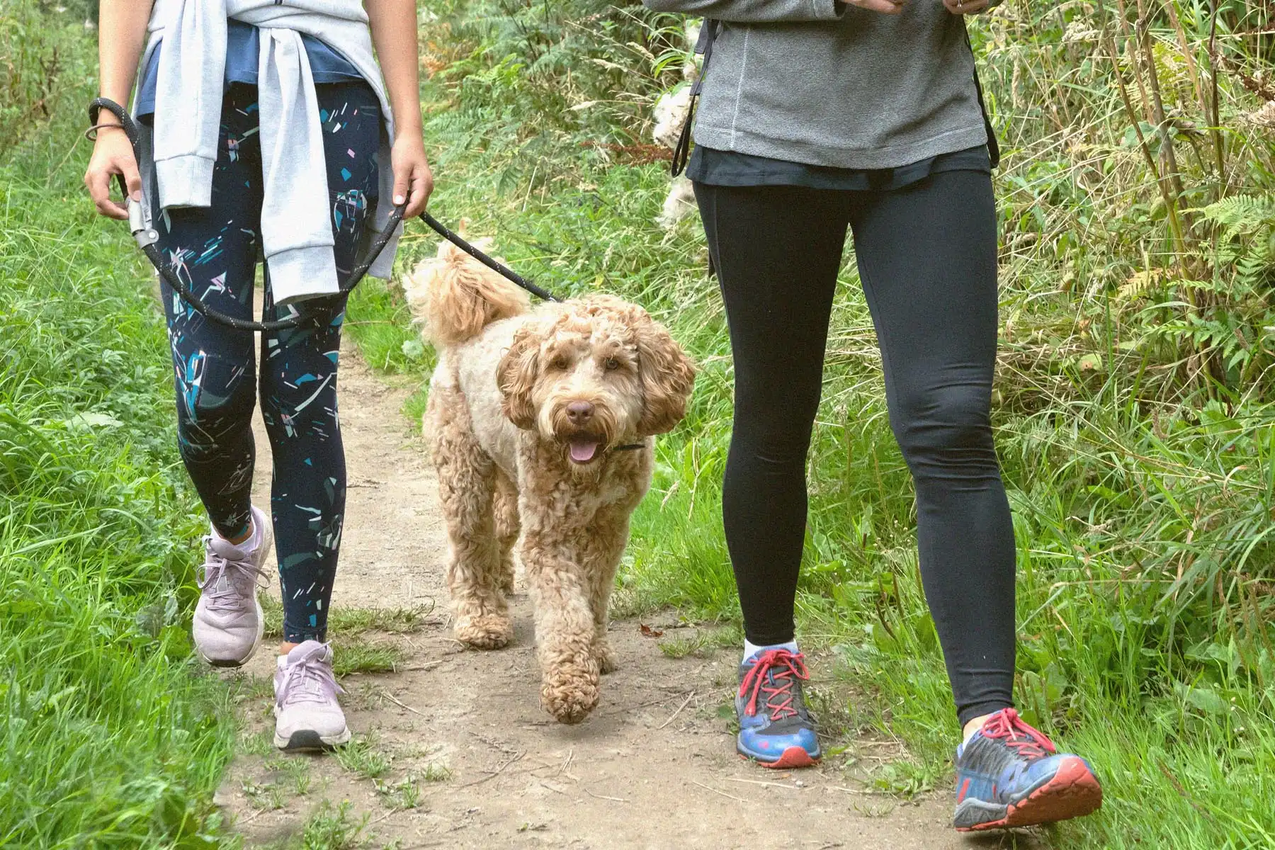 Dog friendly walks in North Yorkshire