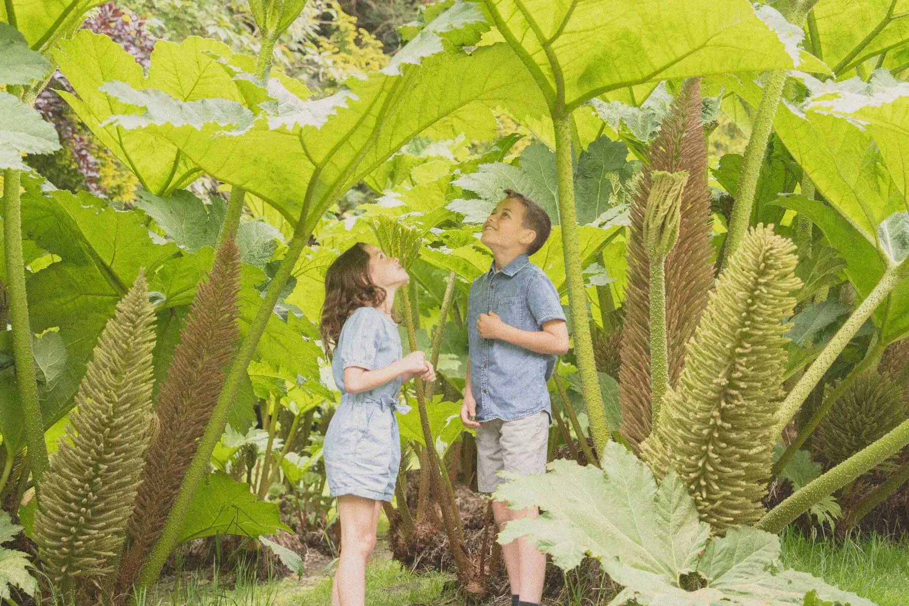 Children exploring a garden with giant Gunnera