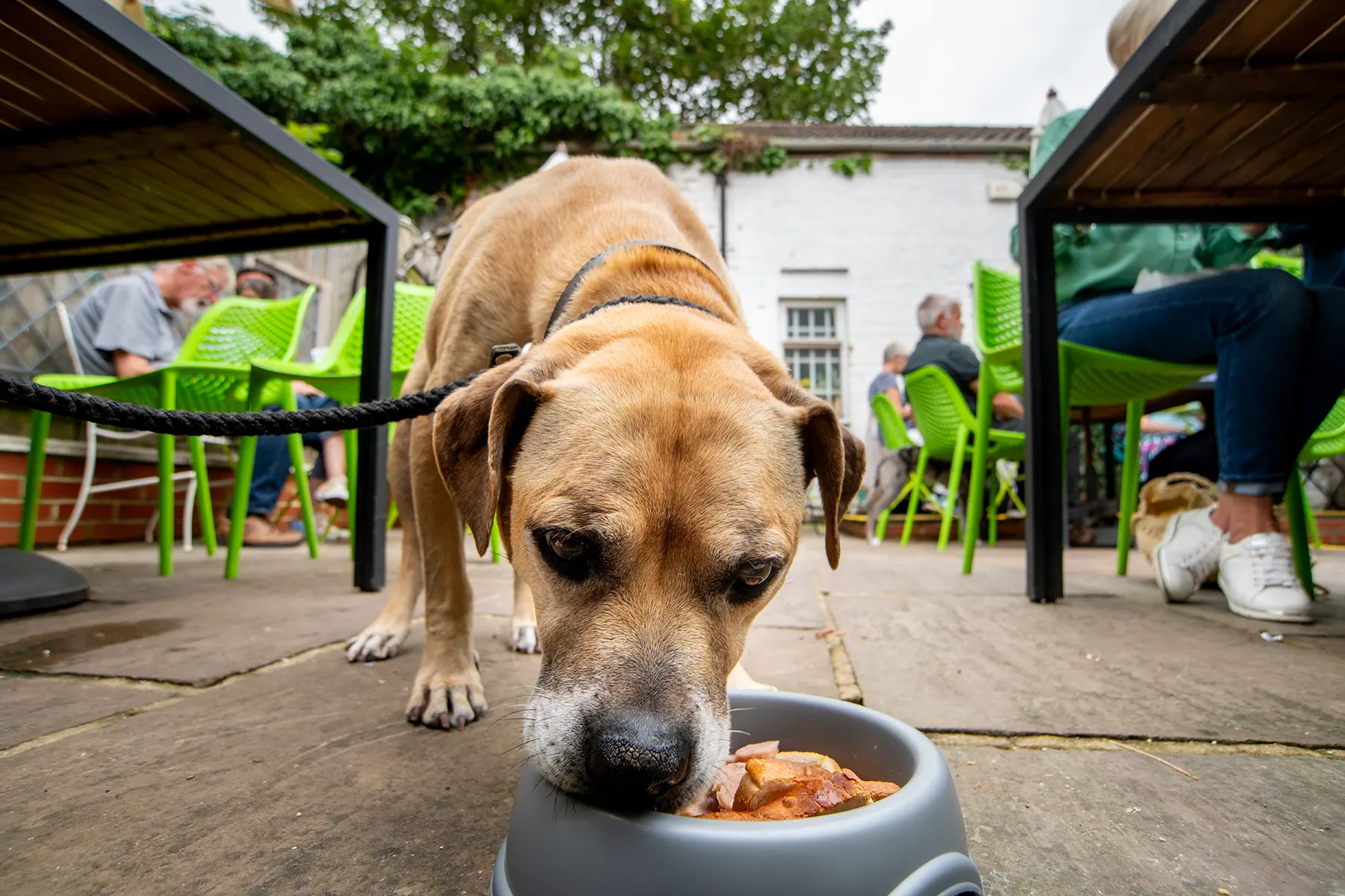 Places for dogs to eat out, in North Yorkshire