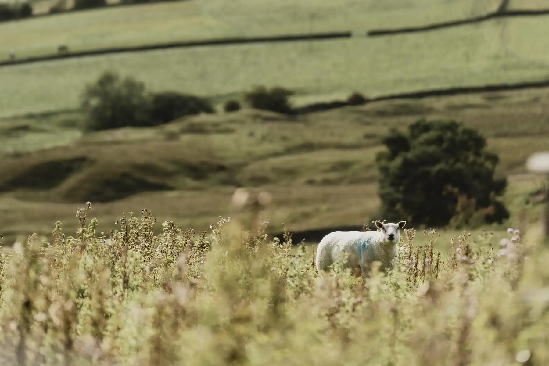 Sheep in the Dales, NOrth Yorkshire