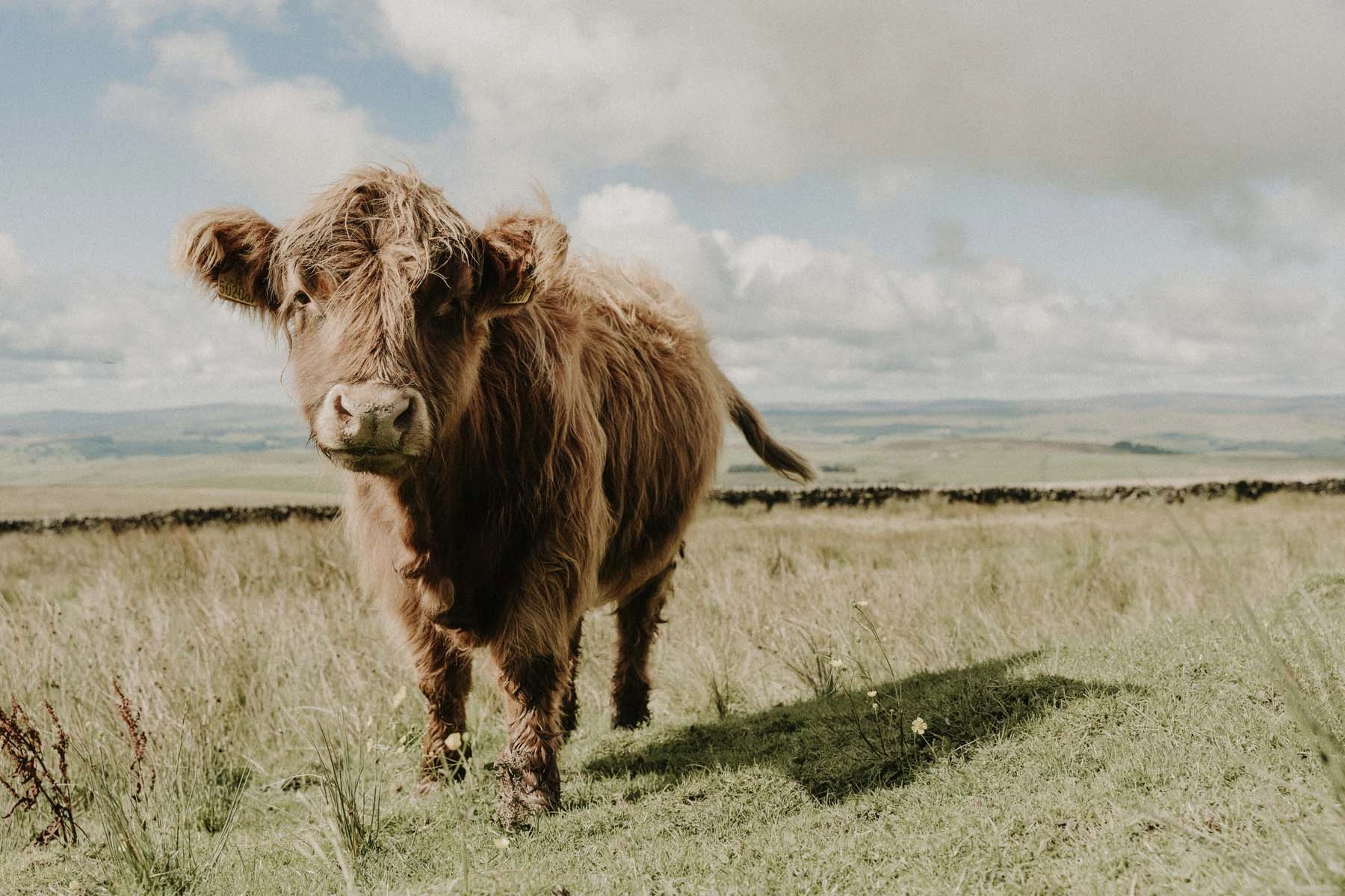 A quizzical cow in the Yorkshire Dales