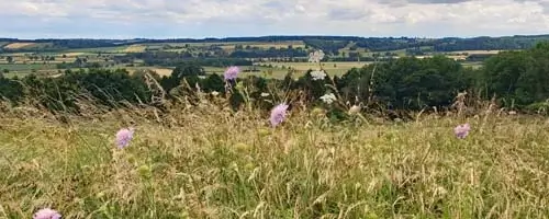 Wildflower meadows of the Howardian Hills National Landscape in North Yorkshire